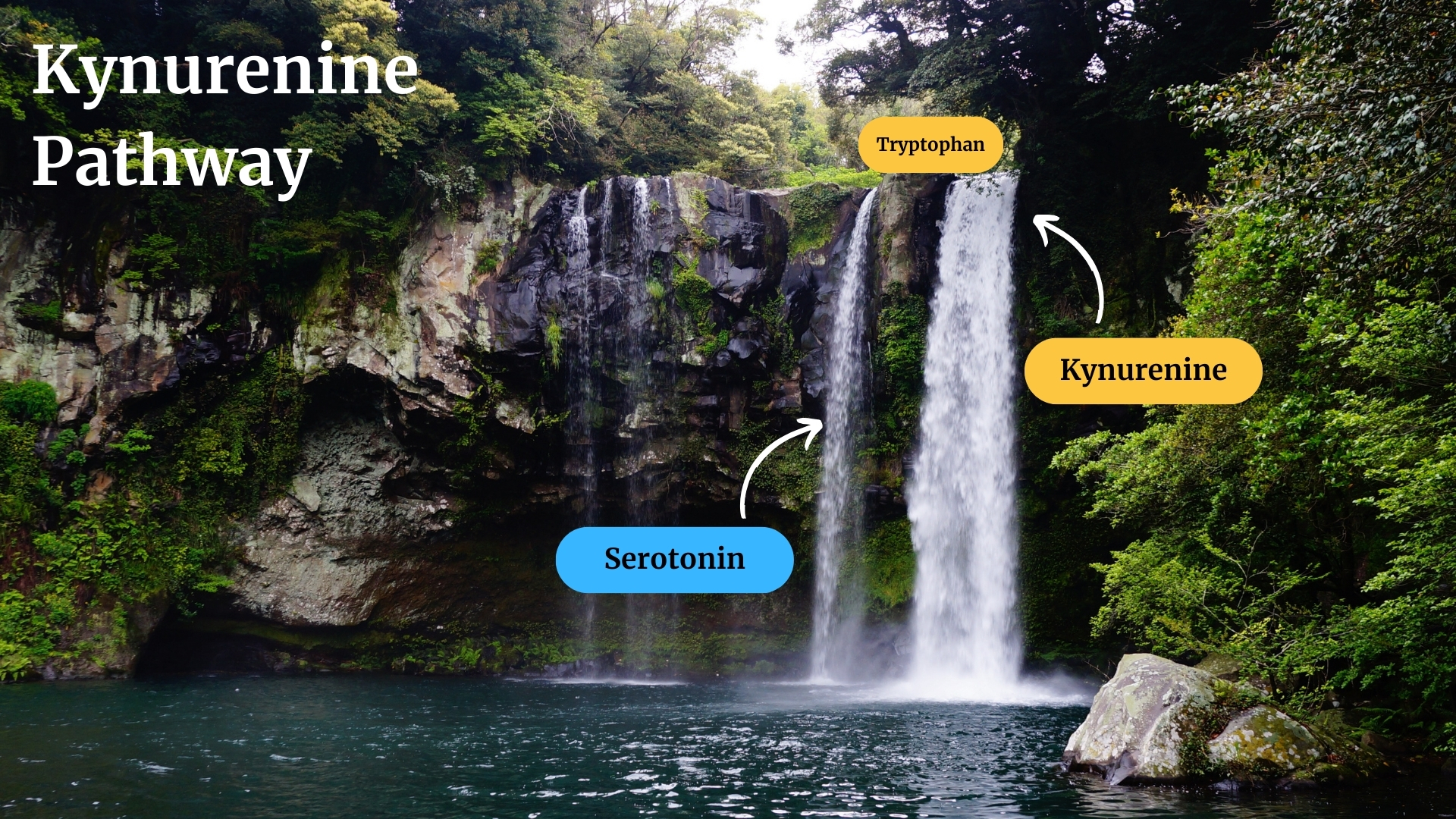 ID: A waterfall split into two branches, one side is represented by the serotonin side the other of the kynurenine side.