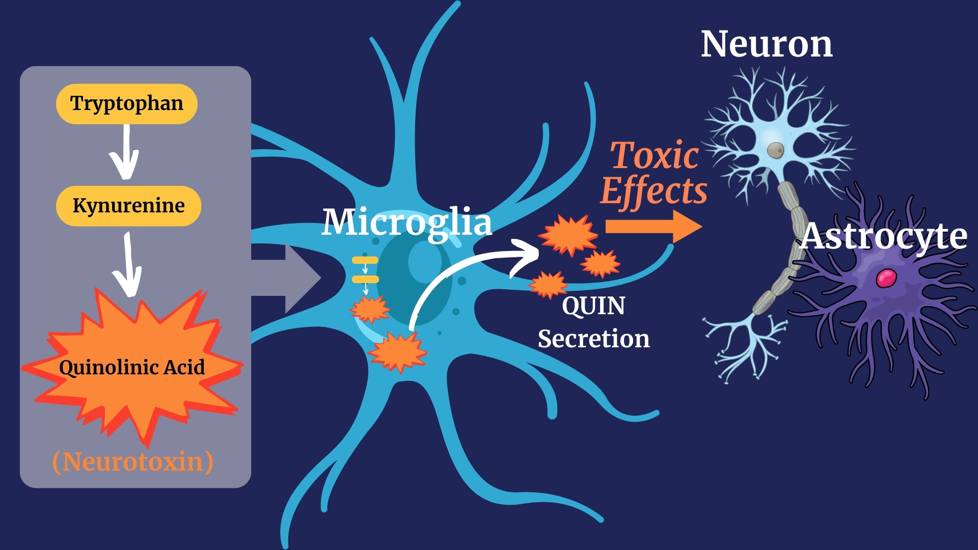 ID: cartoon showing that microglia secrete the quinolinic acid neurotoxin