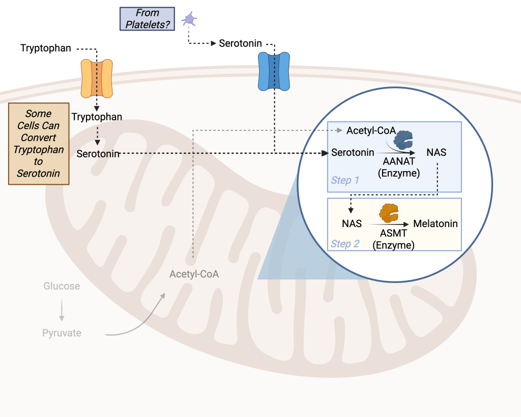 ID: The enzyme that converts tryptophan to serotonin is expressed in specific tissues, including the heart, lungs, endocrine glands, and reproductive tissues; however, these tissues produce significantly less serotonin than enterochromaffin cells in the gut.
