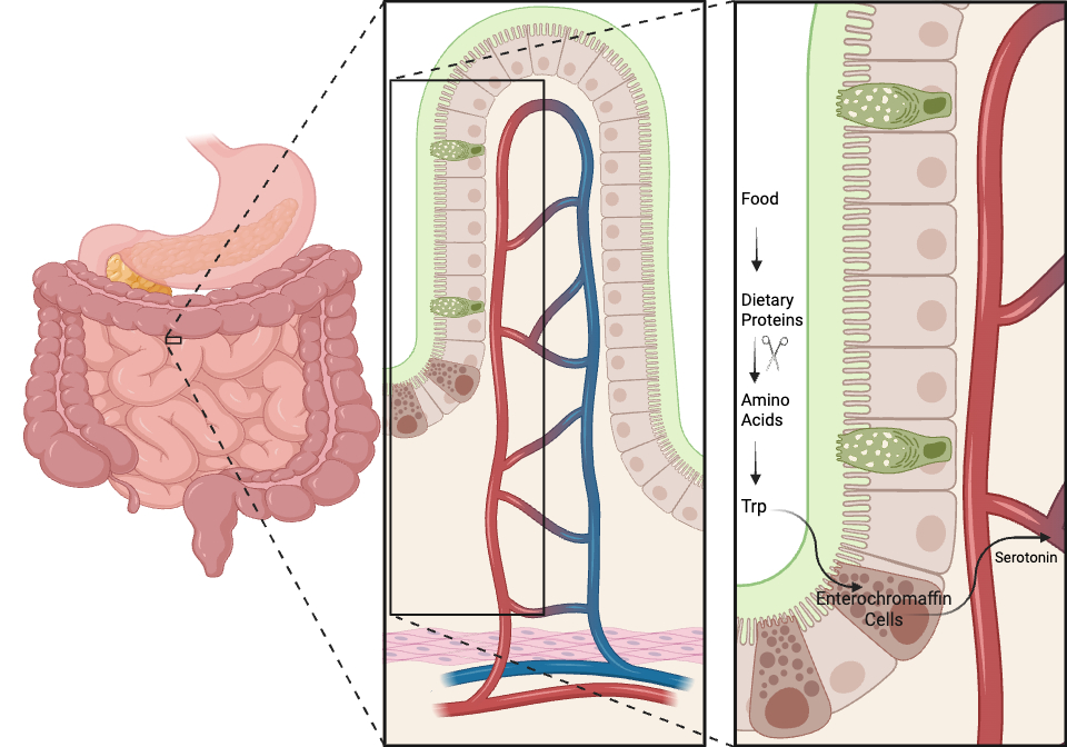 id: How serotonin is produced in the gut