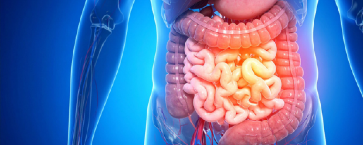 ID: Image of the intestines in the paratoneal cavity